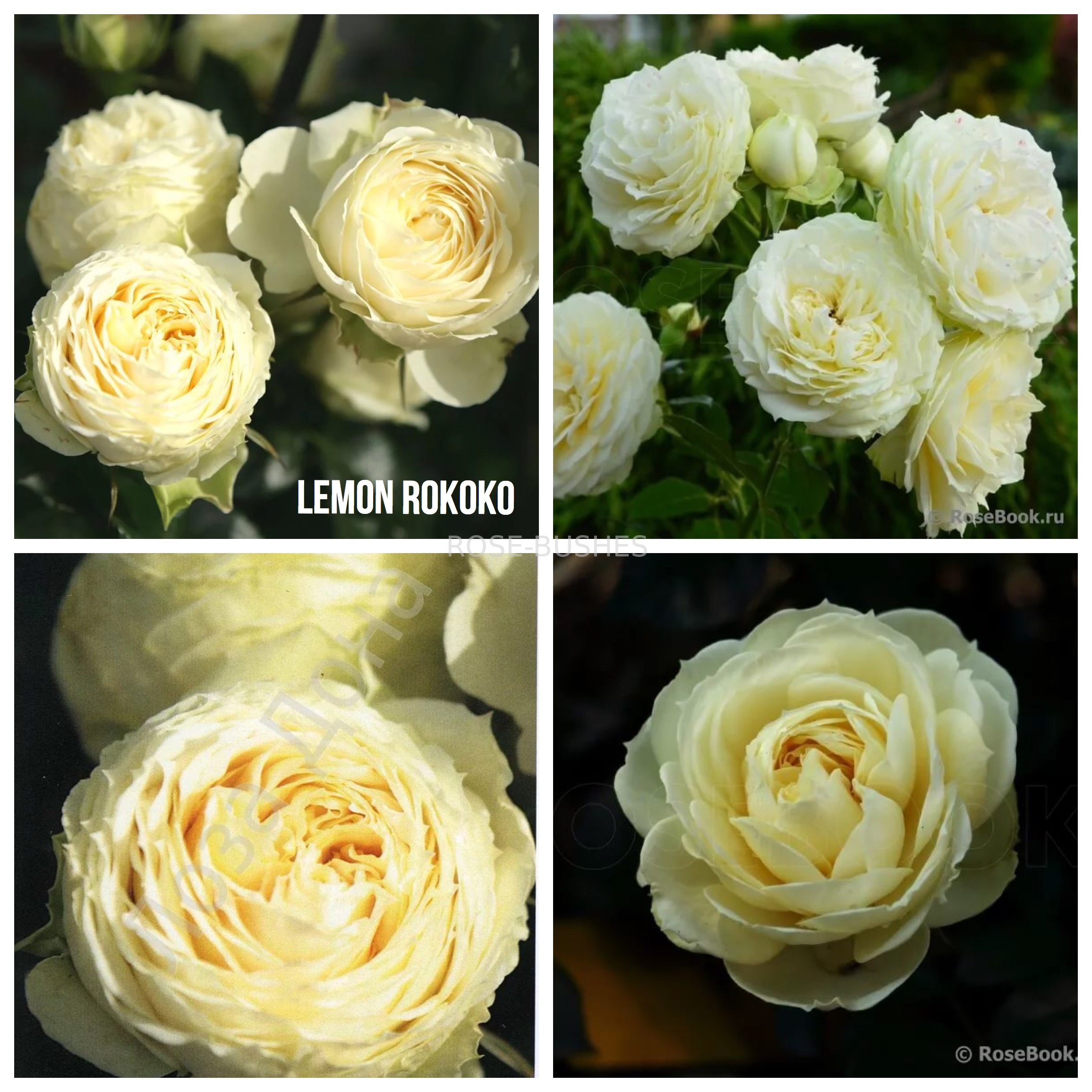 ����� ������. Lemon Rokoko. (����.)